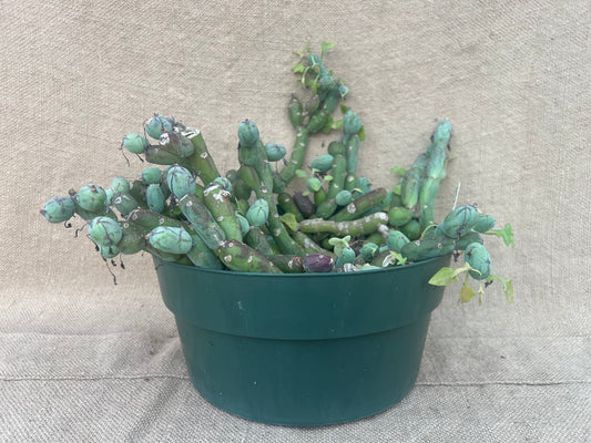 Curio articulatus 'Candle Plant'