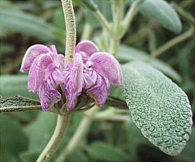 Phlomis purpurea - Lilac Jerusalem Sage