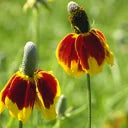 Ratibida columnifera - 'Mexican Hat Plant'