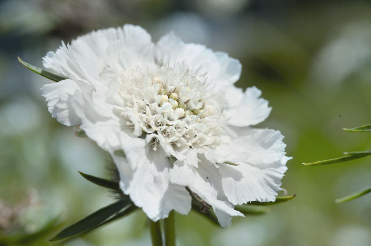 Lomelosia caucasica- Scabiosa Fama White