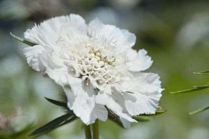 Lomelosia caucasica- Scabiosa Fama White