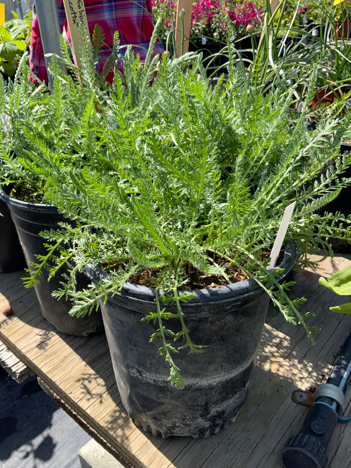 Achillea millifolium - Terracotta Yarrow