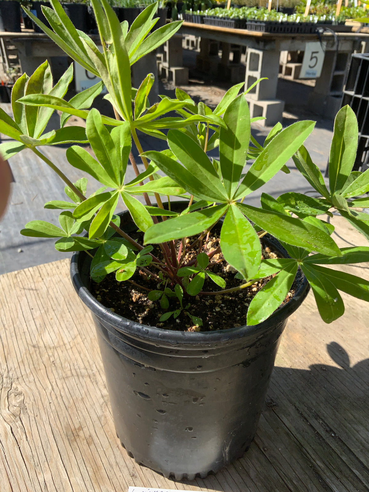 Lupinus perennis - Bluebonnet