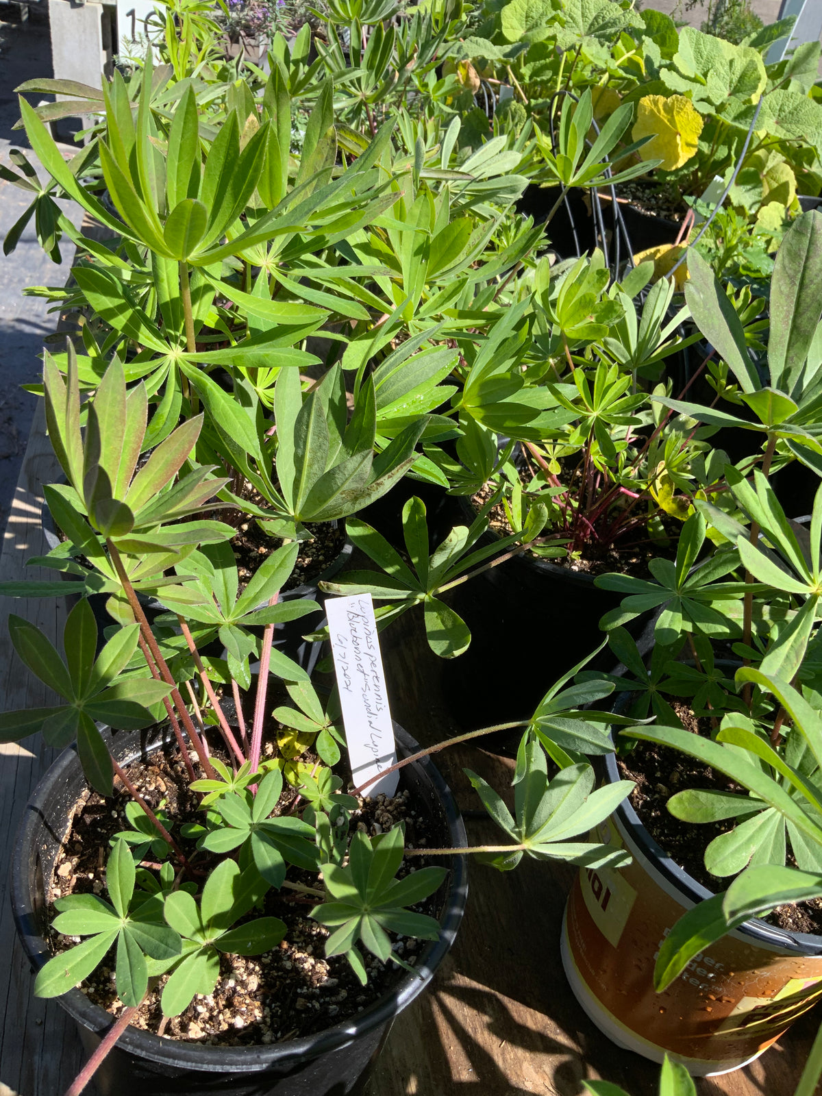 Lupinus perennis - Bluebonnet