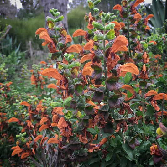 Salvia africana-aurea - African Sage (Deep Rust)