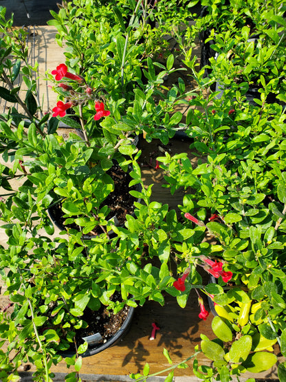 Gambelia speciosa ‘Firecracker’ - Island Bush Snapdragon