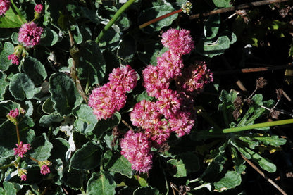 Eriogonum grande rubescens - Red-flowered Buckwheat