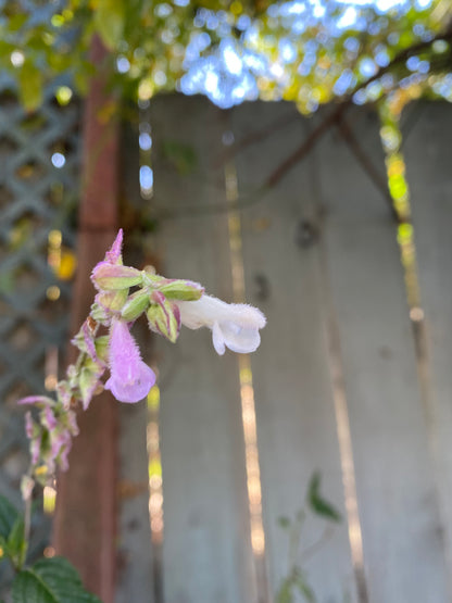 Salvia waverly - Waverly Sage