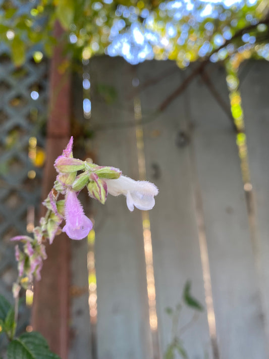 Salvia waverly - Waverly Sage