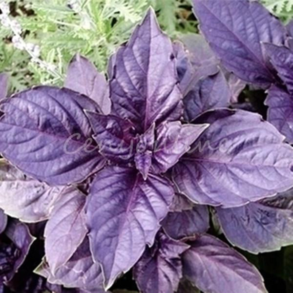 Ocimum basillicum - Purple Opal Heirloom Basil