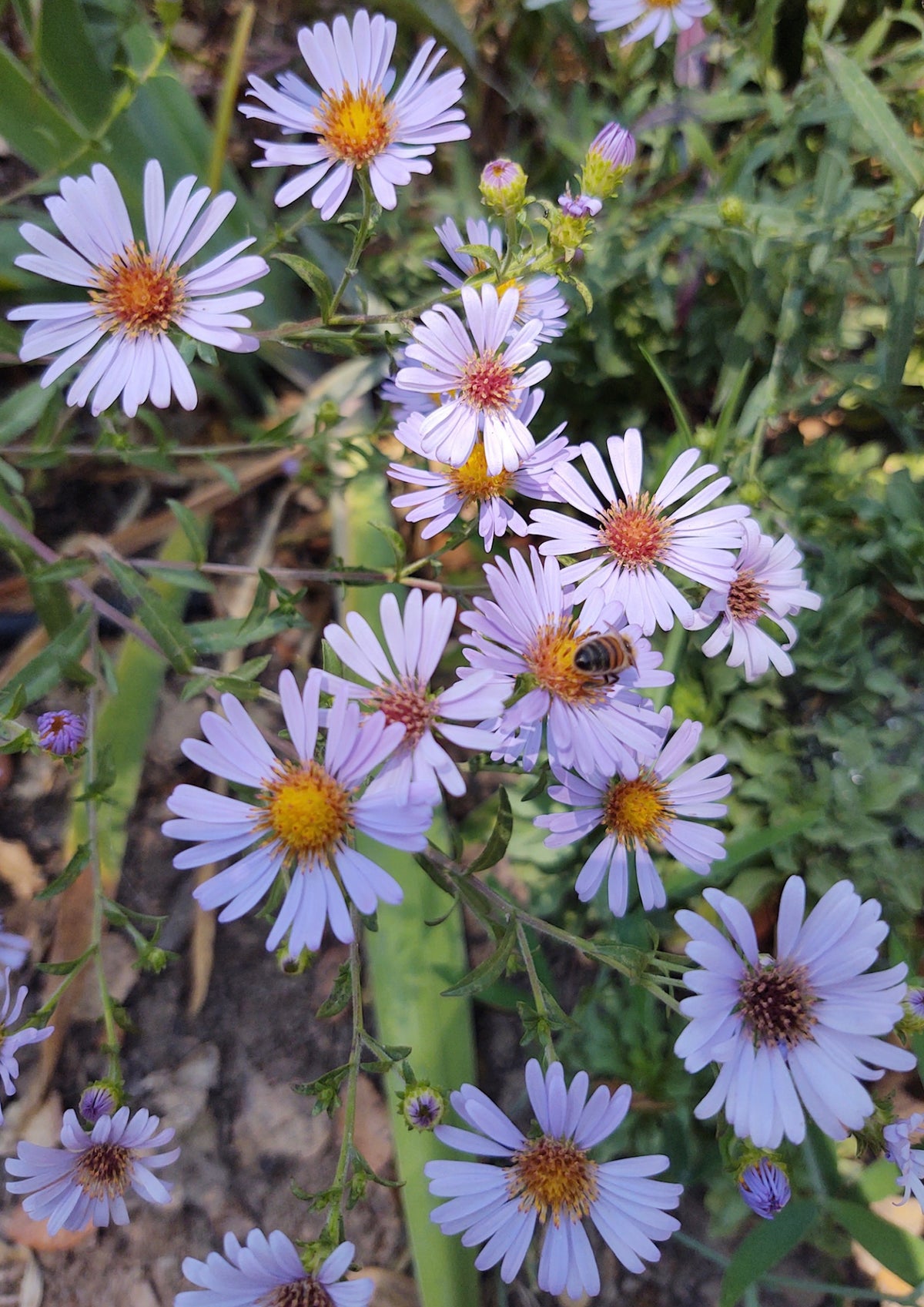 Symphyotrichum Chilense - California Aster