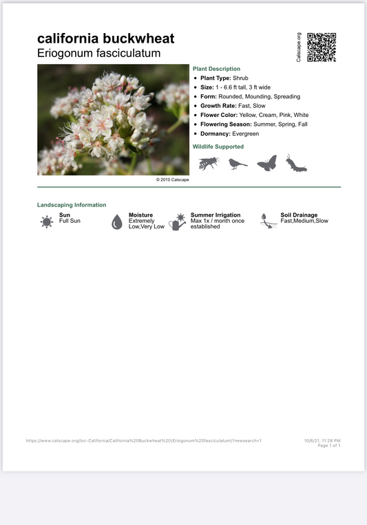 Eriogonum fasciculatum - California Buckwheat