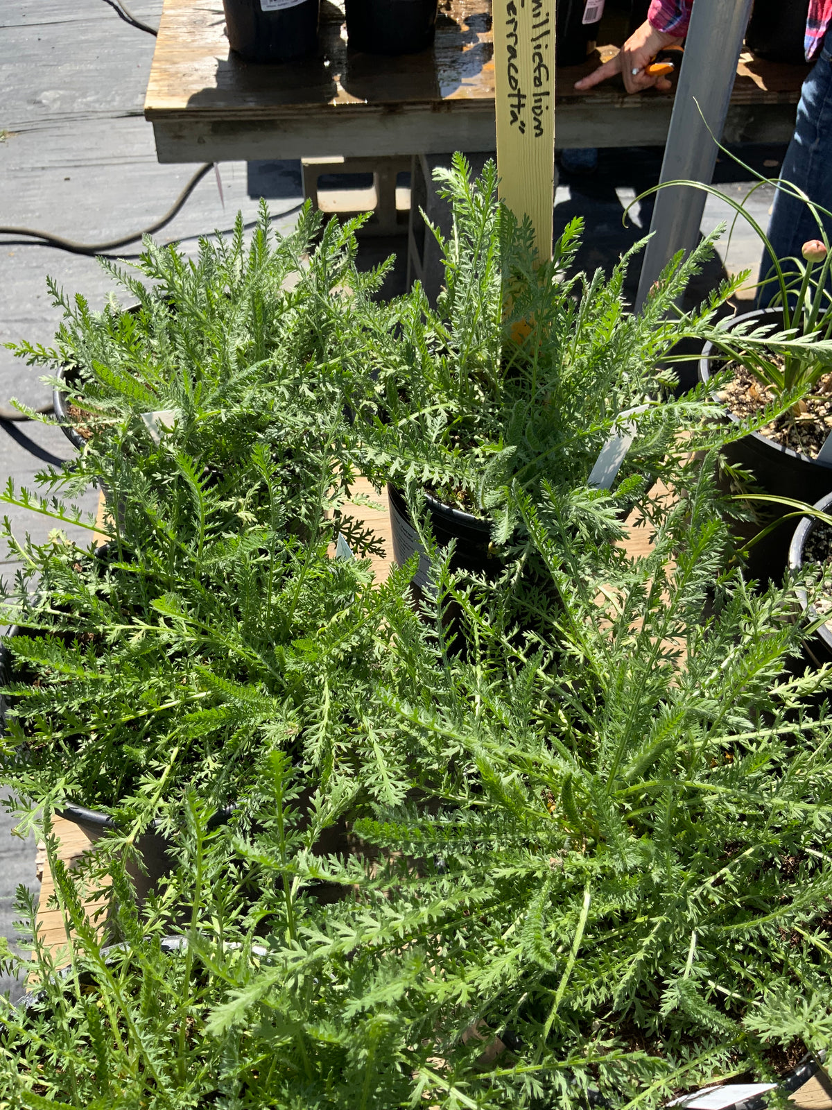 Achillea millifolium - Terracotta Yarrow