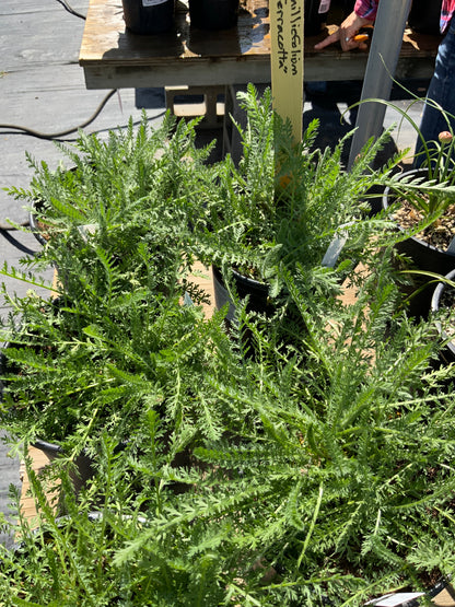 Achillea millifolium - Terracotta Yarrow