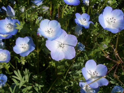 Nemophila menziesii - Baby Blue Eyes
