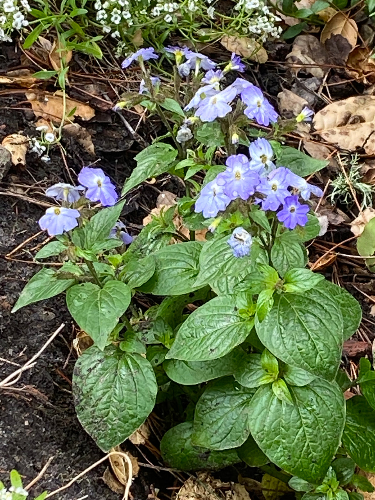 Browallia americana - Blue Lady Browallia, Jamaican Forget Me Not