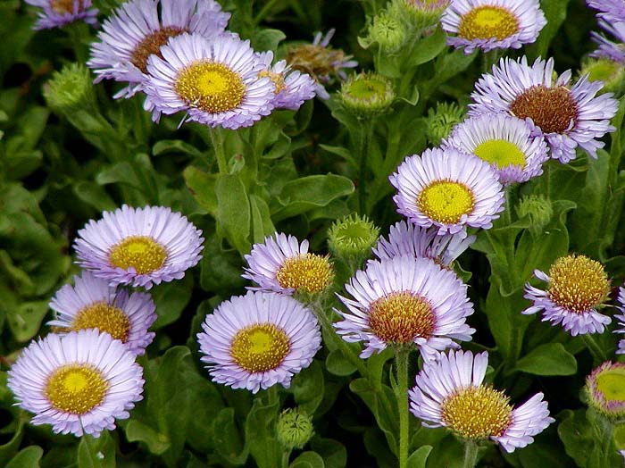 Erigeron glaucus - Seaside Daisy