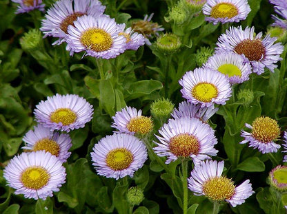 Erigeron glaucus - Seaside Daisy