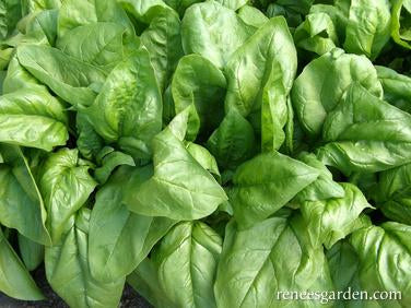 Spinach - Olympia