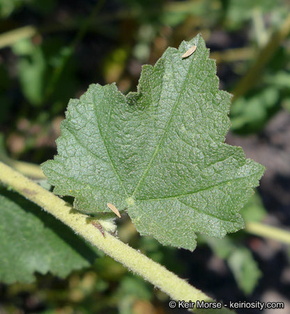Malacothamnus fasciculatus  - Chaparral Mallow