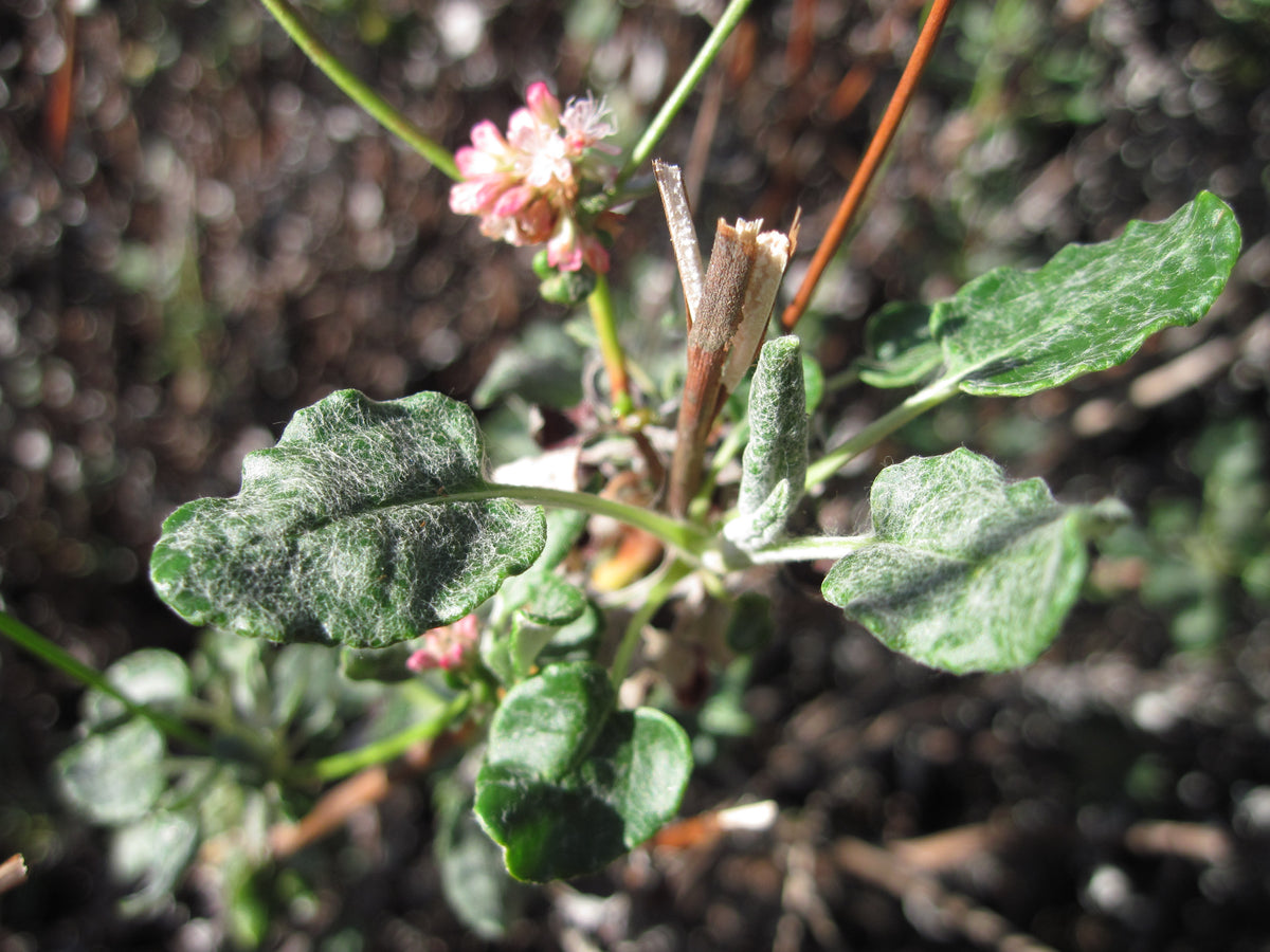 Eriogonum grande rubescens - Red-flowered Buckwheat