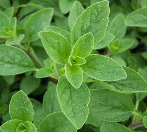 Oreganum majorana - Sweet Marjoram