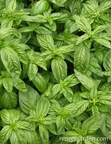 Ocimum basilicum - Italian Genovese Basil (Heirloom)