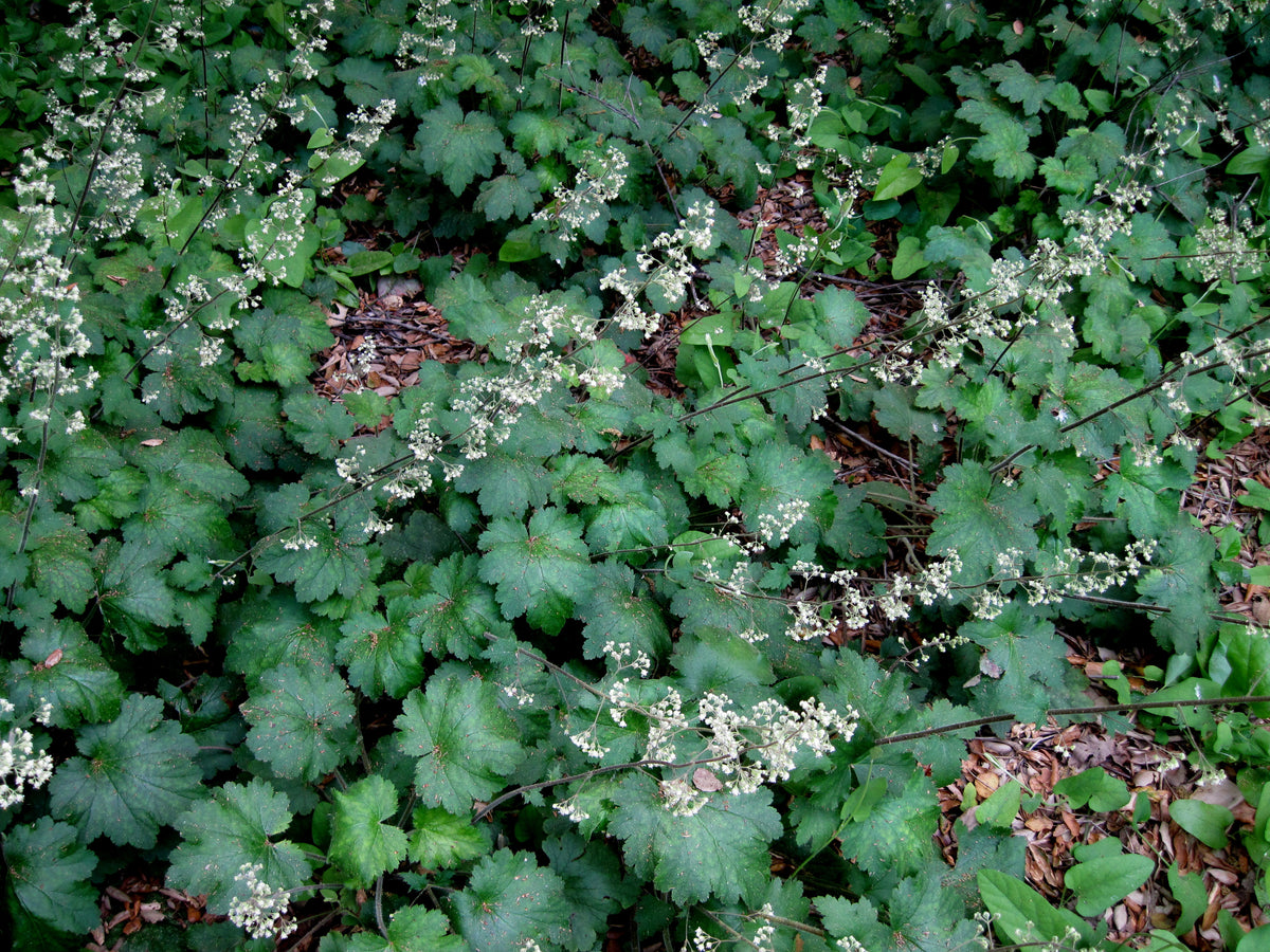Heuchera maxima - Channel Island Coral Bells