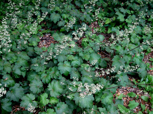 Heuchera maxima - Channel Island Coral Bells