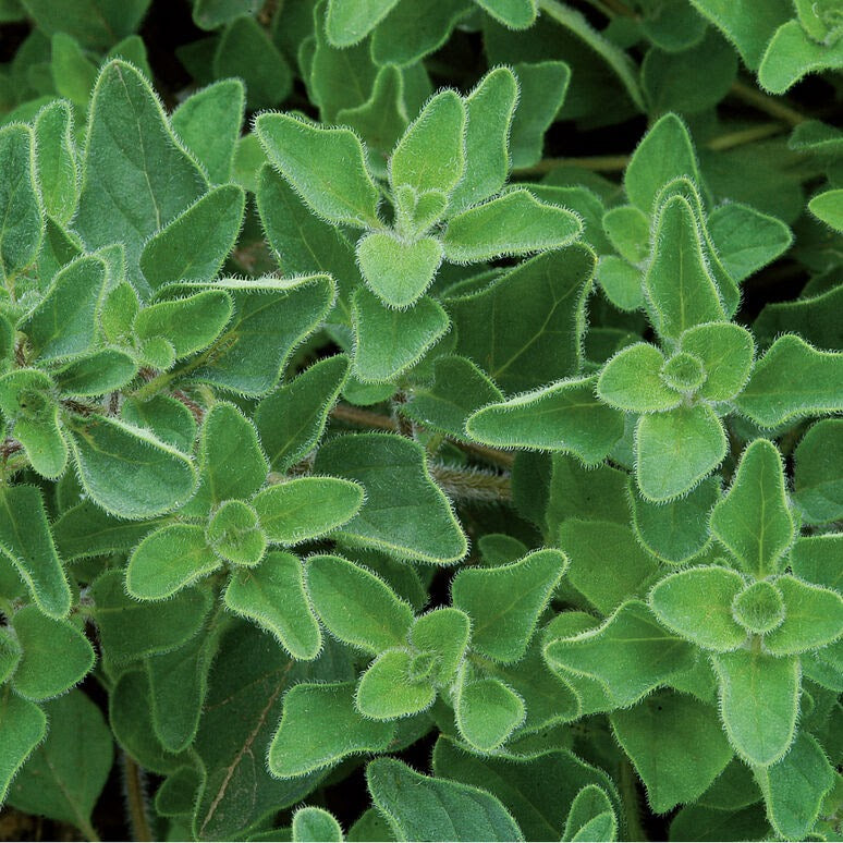 Organum vulgare hirtum - White Flowered Greek Oregano