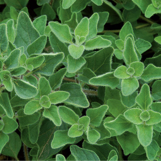 Organum vulgare hirtum - White Flowered Greek Oregano