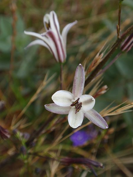 Chlorogalum pomeridianum - Soap Plant