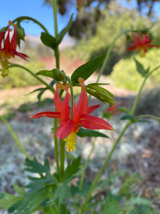 Aquilegia formosa - Western Columbine