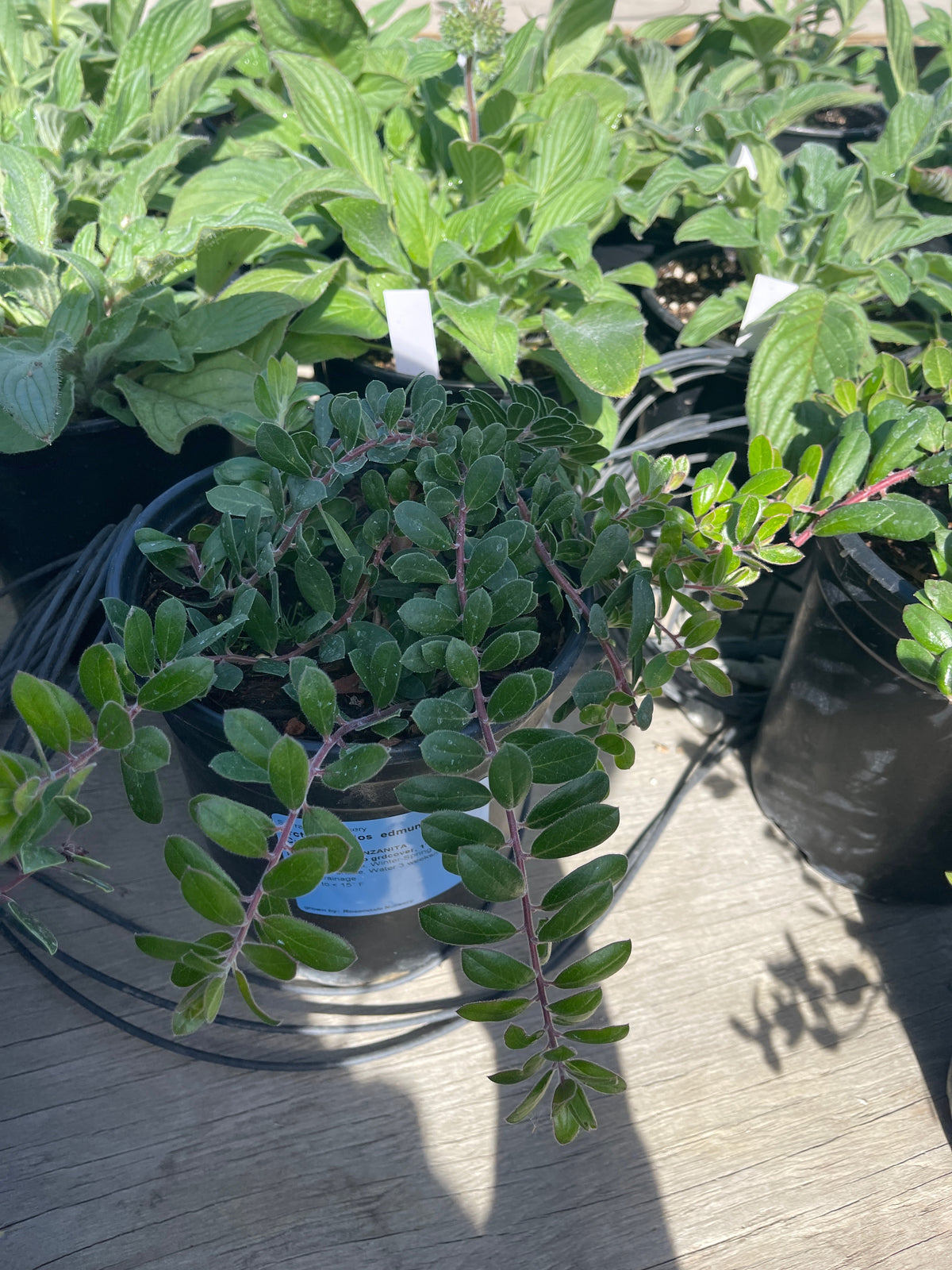 Arctostaphylos edmundsii - Carmel Sur