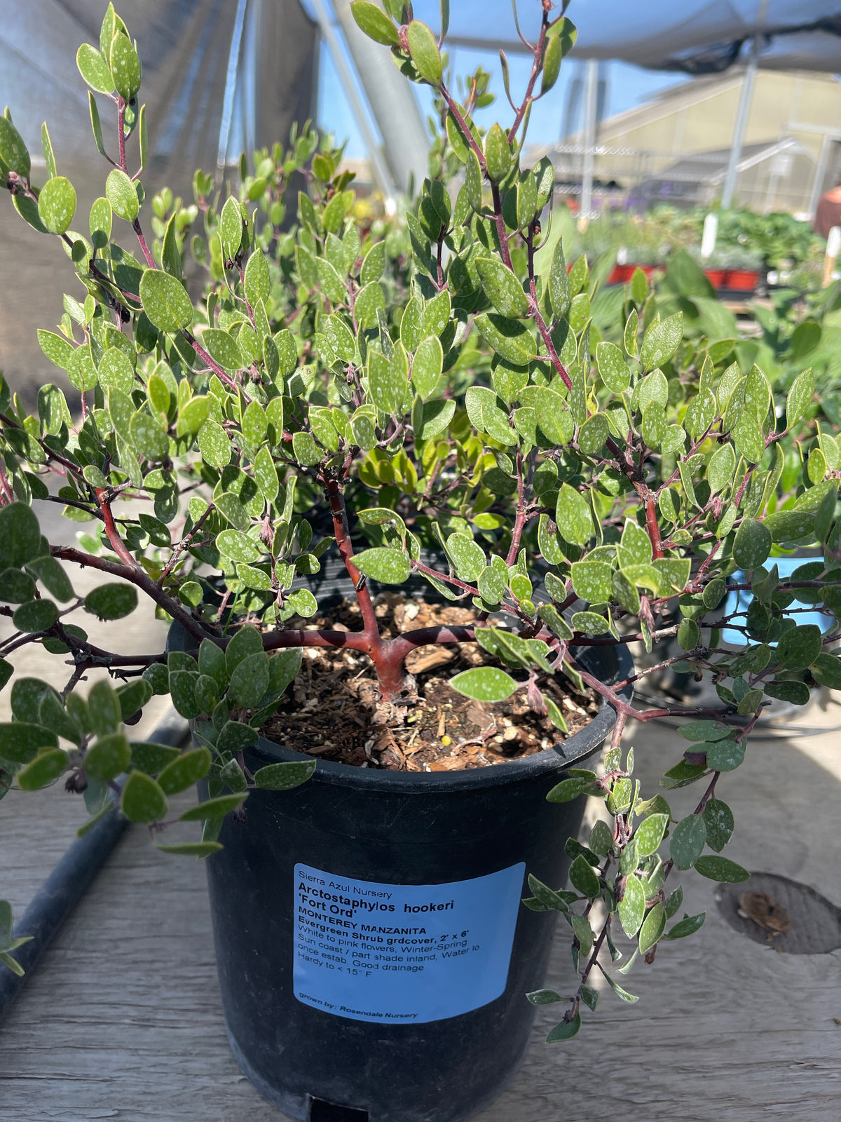Arctostaphylos hookeri - Fort Ord Monterey Manzanita