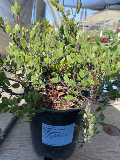 Arctostaphylos hookeri - Fort Ord Monterey Manzanita