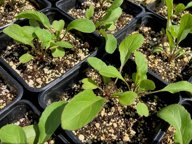 Arugula plants in a pot, showing green leaves and young growth.