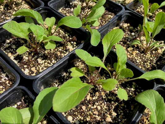 Arugula plants in a pot, showing green leaves and young growth.