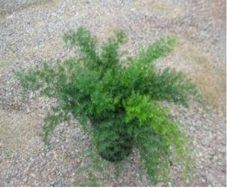 Asparagus aethiopicus - Asparagus Fern