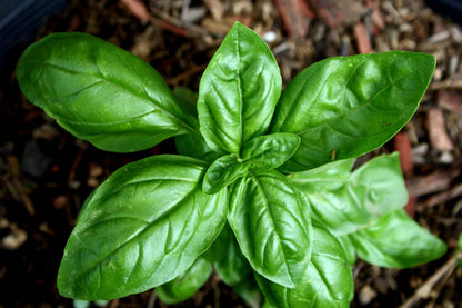 Ocimum basilicum - Italian Sweet Basil - UC Master Gardeners of Monterey and Santa Cruz Counties