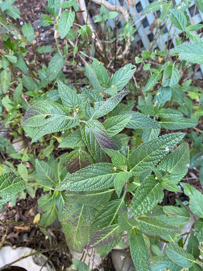 Salvia waverly - Waverly Sage