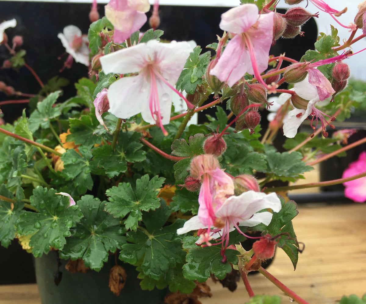 Geranium macrorrhizum  - Ingwersen's Big-Root Cranesbill