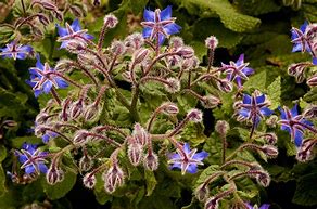 Borage-Blue