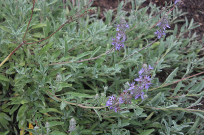 Salvia leucophylla hybrid - Bee’s Bliss Sage