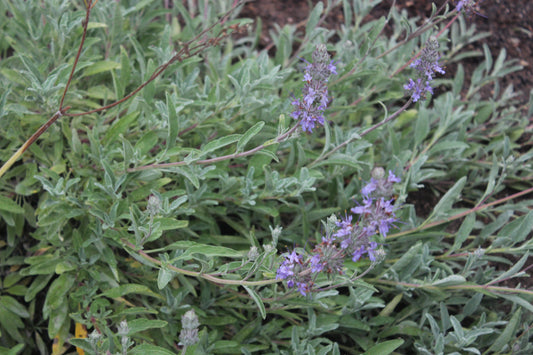 Salvia leucophylla hybrid - Bee’s Bliss Sage