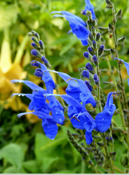 Salvia macrophylla x sagittata 'Big Swing'