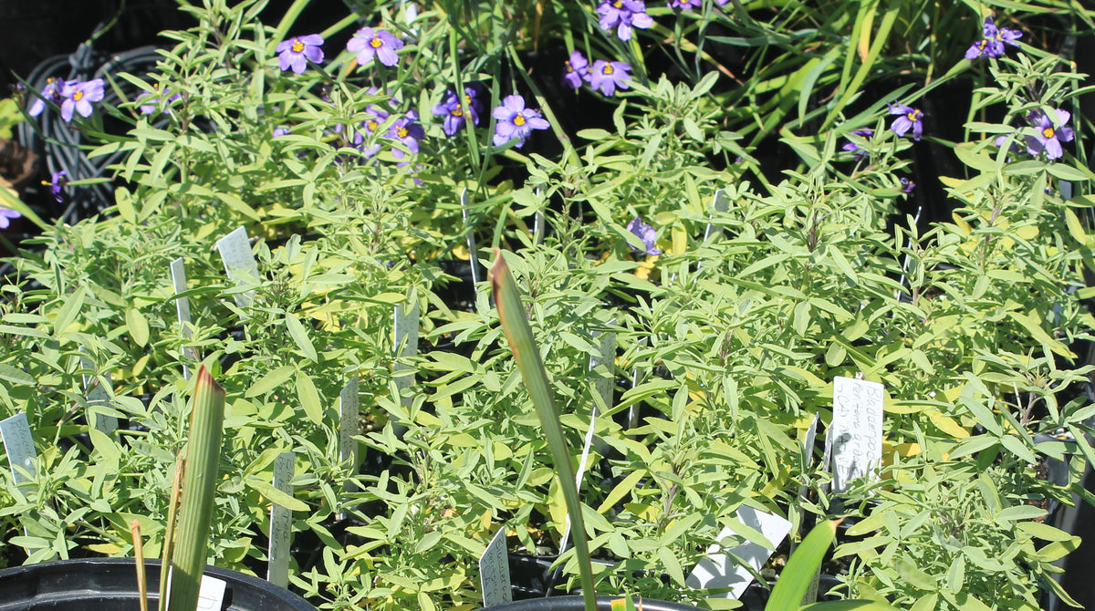 Peritoma arborea - California Bladderpod