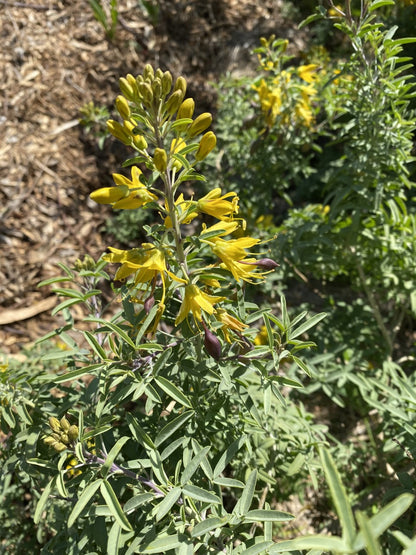 Peritoma arborea - California Bladderpod