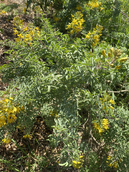 Peritoma arborea - California Bladderpod