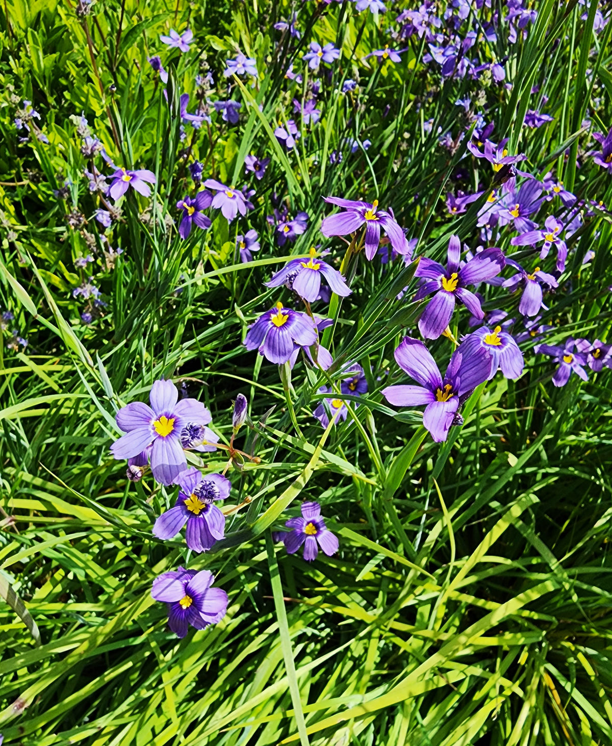 Sisyrinchium bellum - Blue Eyed Grass